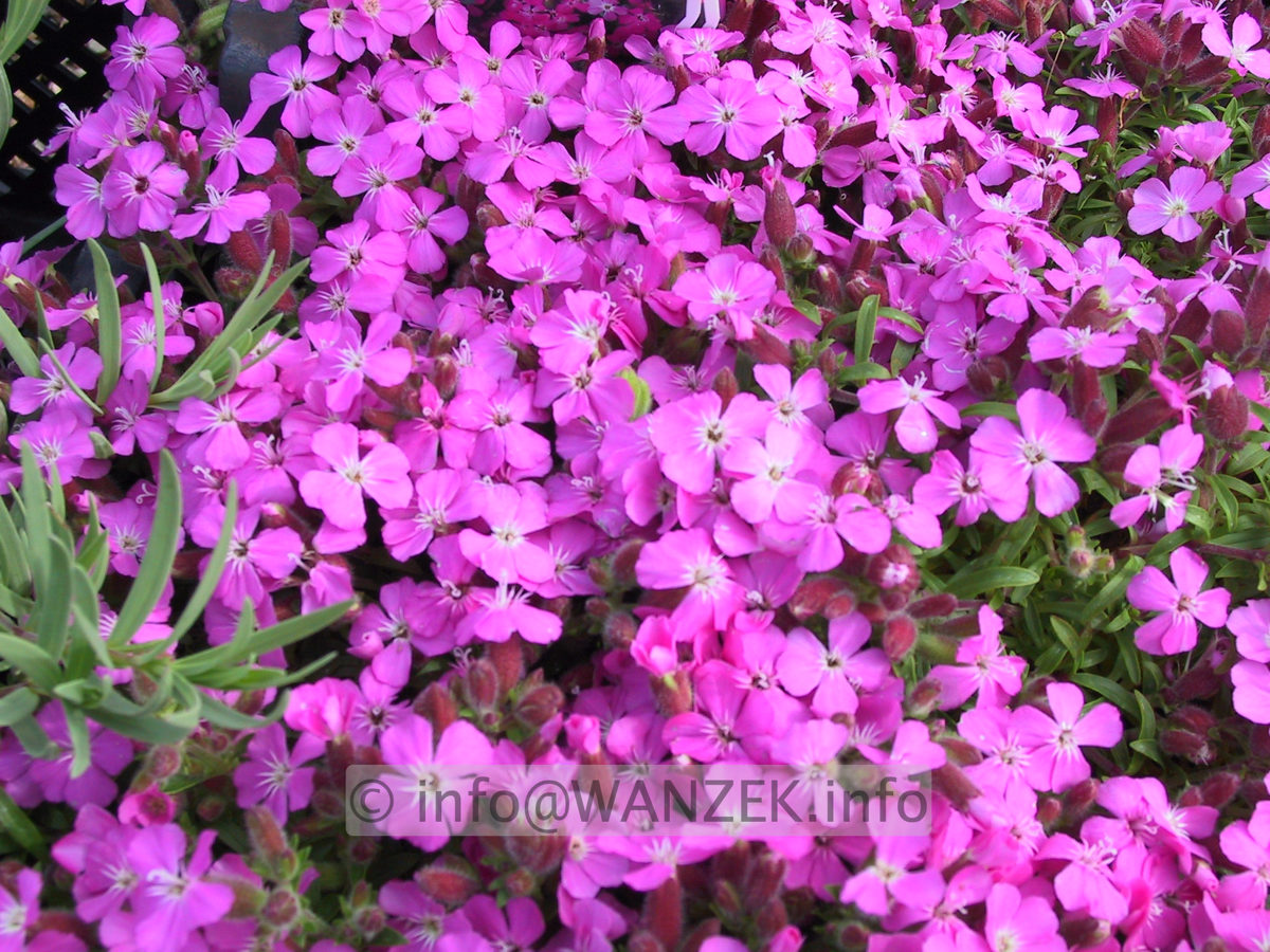 Saponaria ocymoides Bressingham.JPG